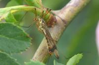 Nephrotoma quadrifaria