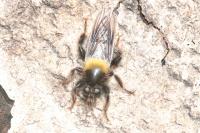 Laphria ephippium