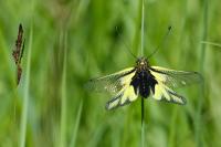 Libelloides coccajus