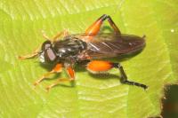 Chalcosyrphus femoratus