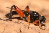 Chalcosyrphus femoratus