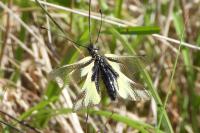 Libelloides longicornis