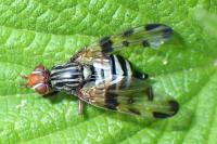 Otites porcus