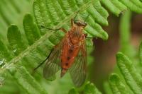 Rhagio tringarius