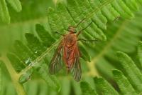 Rhagio tringarius