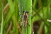 Dysmachus trigonus