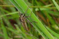 Dysmachus trigonus