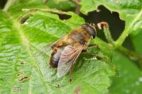Eristalis tenax