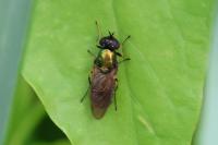 Chloromyia formosa