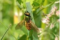 Chloromyia formosa
