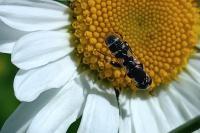 Syritta pipiens