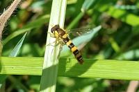 Sphaerophoria scripta