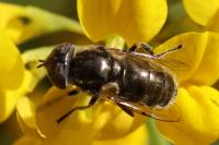 Eristalinus aeneus