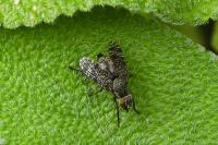 Platystoma seminationis