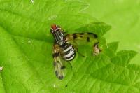 Otites porcus