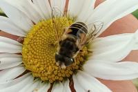 Eristalis arbustorum