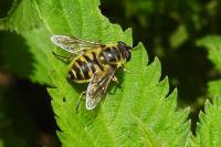 Myathropa florea