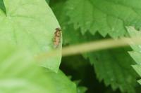 Episyrphus balteatus