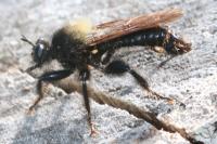 Laphria ephippium
