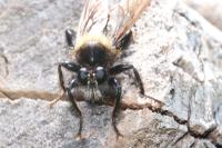 Laphria ephippium