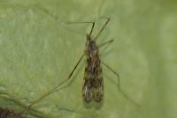 Epiphragma ocellare