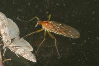 Empis stercorea