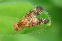 Oxyna flavipennis