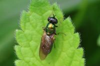Chloromyia formosa