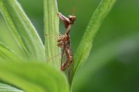 Mantispa styriaca