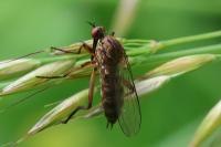 Empis livida