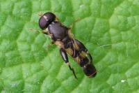 Syritta pipiens