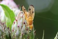 Xyphosia miliaria