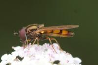 Melanostoma mellinum