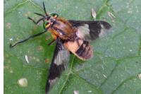 Chrysops