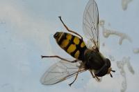 Eupeodes corollae