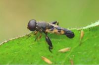 Syritta pipiens