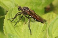 Dasypogon diadema