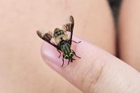 Chrysops viduatus
