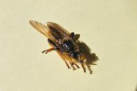 Pogonosoma maroccanum