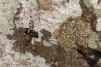 Myennis octopunctata