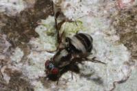 Myennis octopunctata