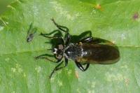 Choerades marginata
