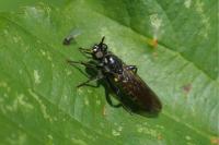 Choerades marginata