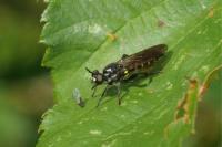 Choerades marginata