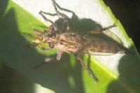Machimus gonatistes