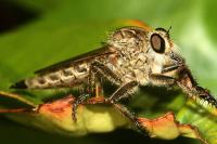 Machimus gonatistes