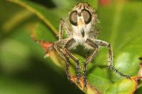 Machimus gonatistes