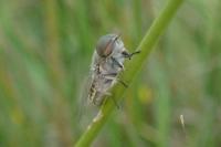 Tabanus bromius