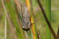 Tabanus bromius