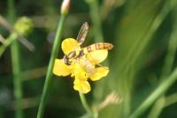 Sphaerophoria scripta